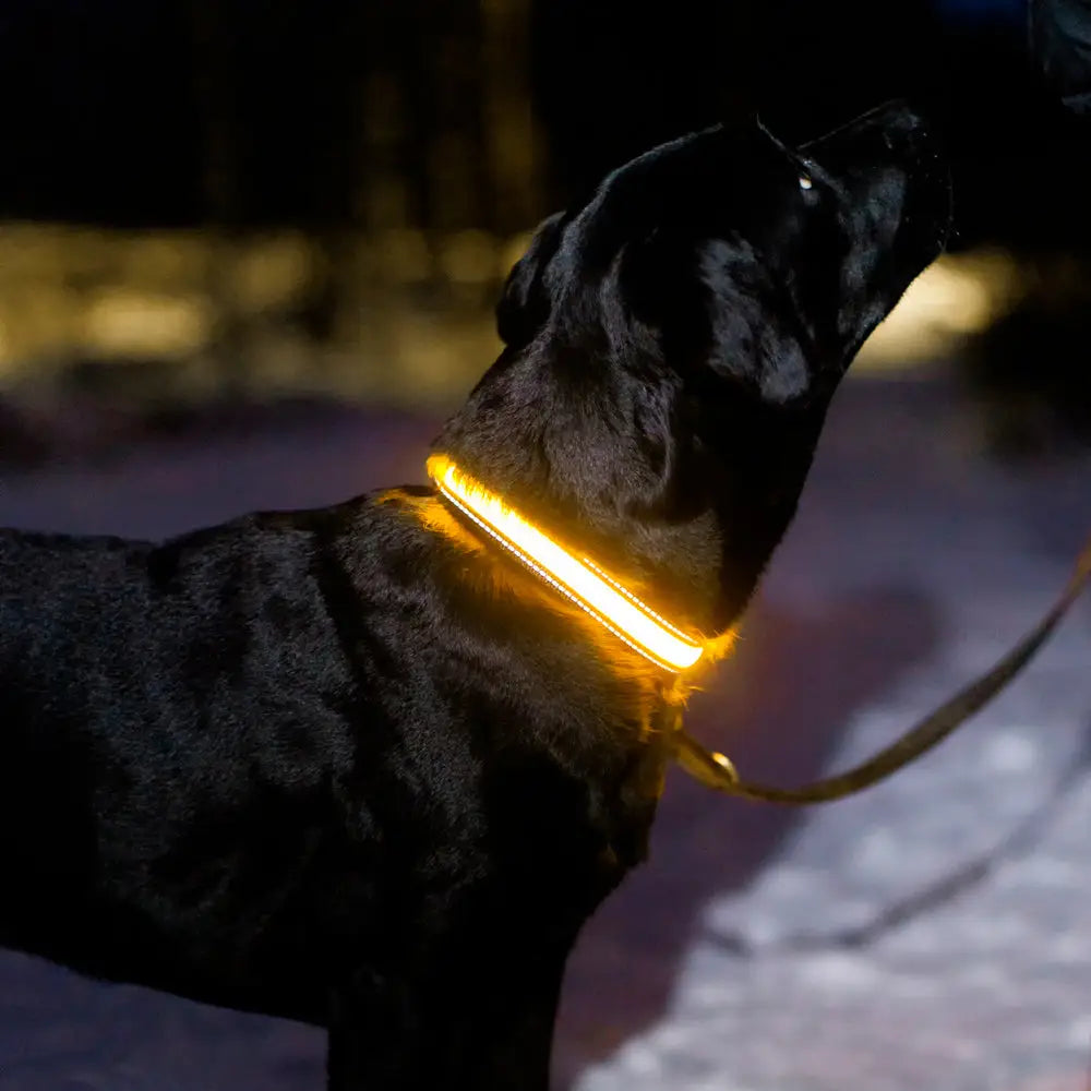 Boogie see me koiran led-valopanta keltainen - retkeilyvarusteet verkkokaupasta