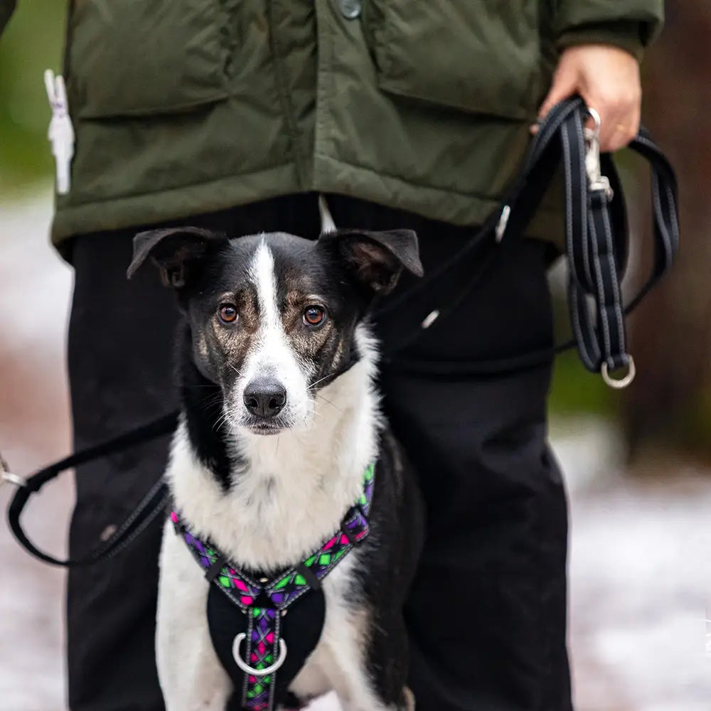 Musta finnero rescue monitoimitalutin värikkäällä kuviollisella valjaalla varustetulle mustavalkoiselle koiralle