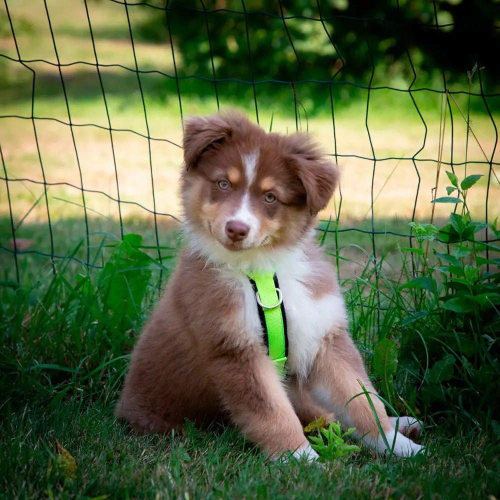 Australian shepherd -pentu käyttää kirkkaan neonvihreää finnero salon -valjasta koiralle