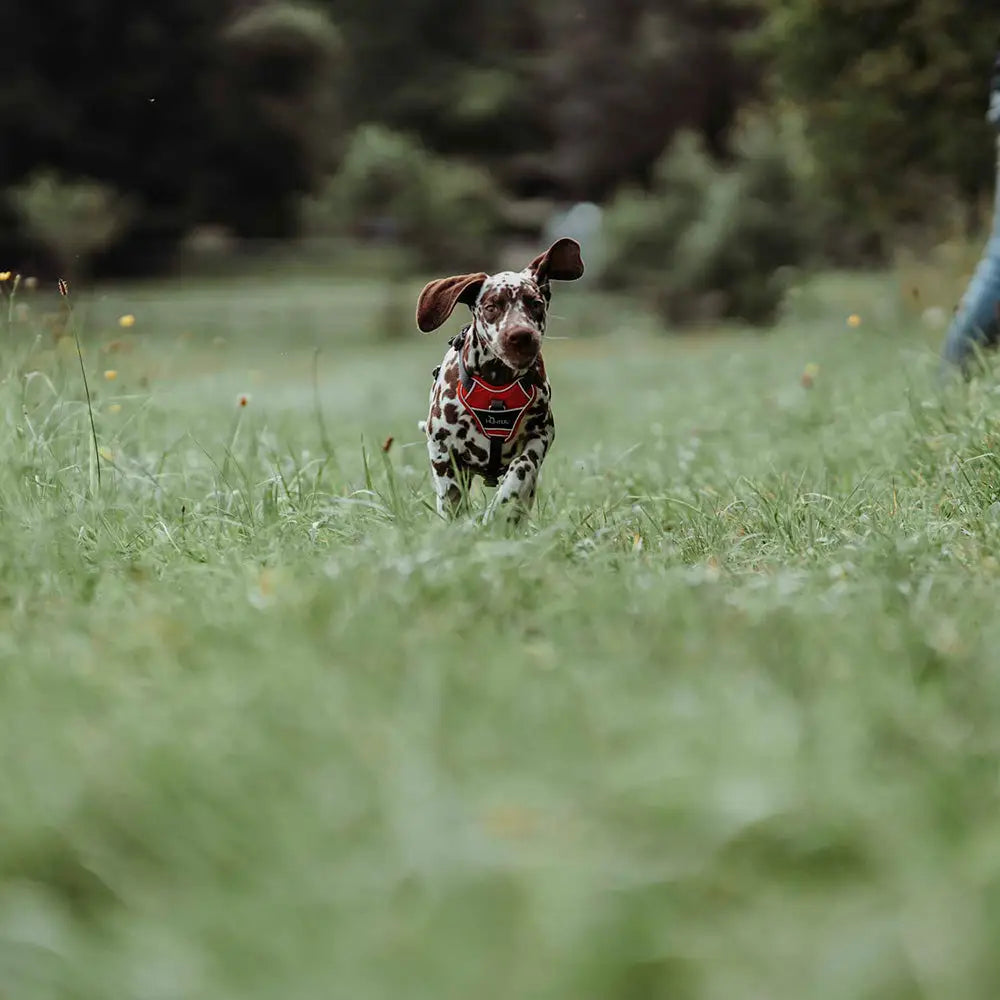 Dalmatian pentu käyttää hunter koiran valjas divo punainen valjaat mustilla hihnoilla ja valkoisilla yksityiskohdilla