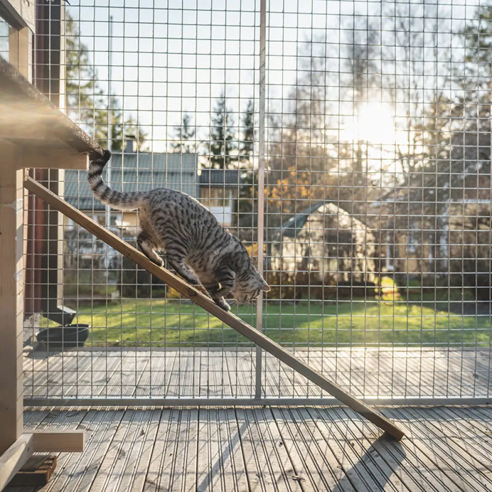 Hopeanvärinen tabby-kissa kiipeää puisella rampilla ulkotarhassa Jämpti KISSA Tarhapaketti -tuotteessa