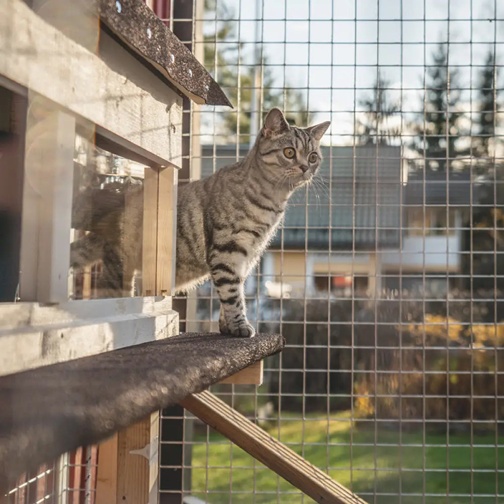Hopeatarra-kissa käy tarhapaketti jämpin ulkoaitauksessa puuperrillä valppaana