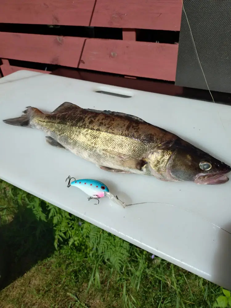 A freshly caught fish with metallic greenish-brown body and dark dorsal fin lies on white cutting board next to ottipoika wobbler 7cm 14g fishing lure