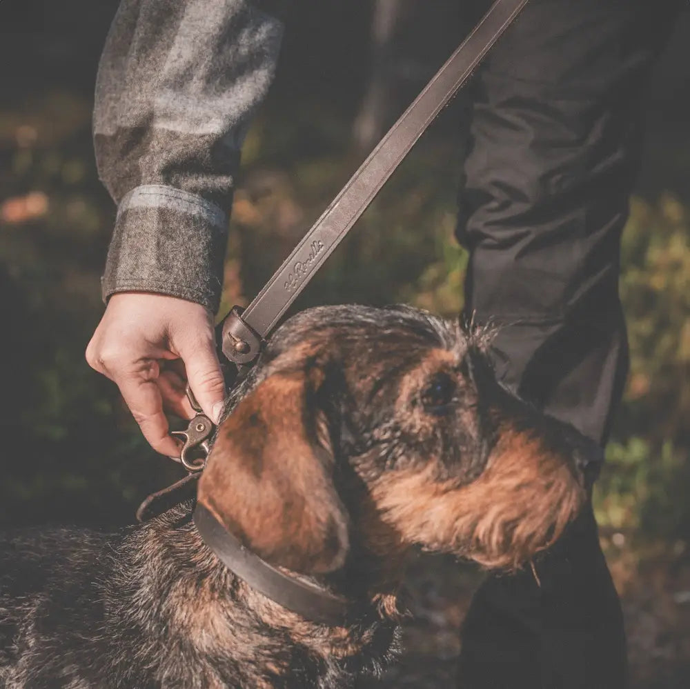Roselli-koiran ruskea nahkatalutin d-renkaalla ja vahvalla metalliklipsulla painatulla brändillä