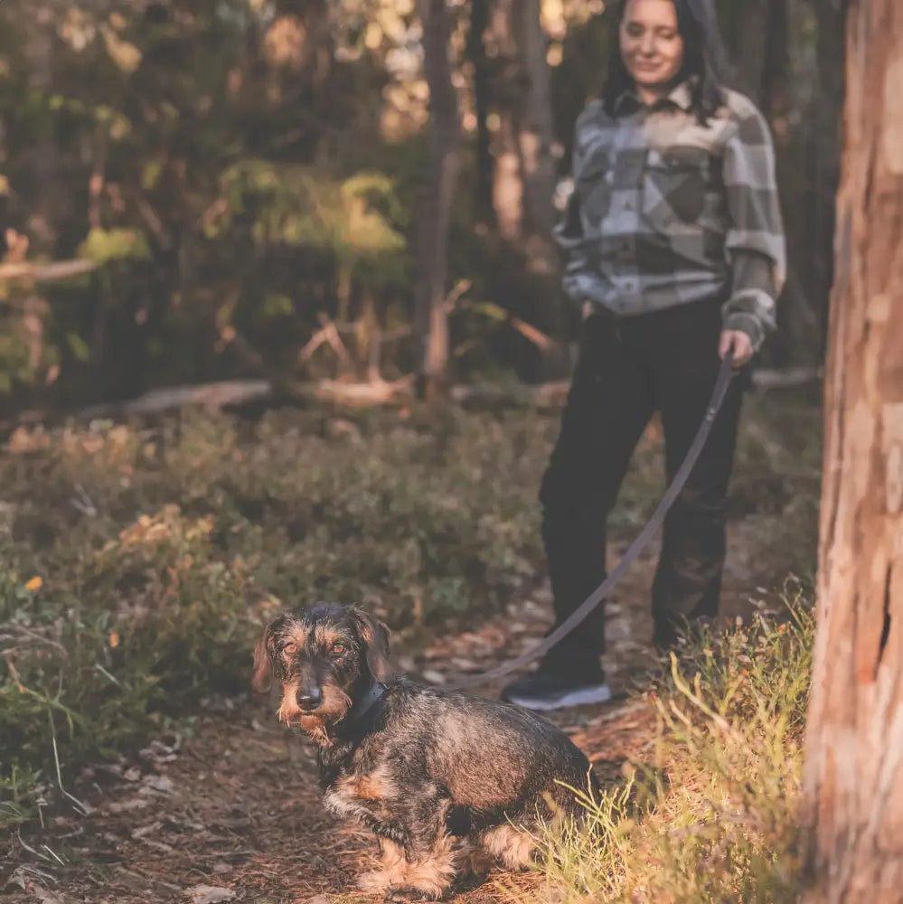 Roselli-koiran musta ja tan värinen karvainen dachshund istuu metsäpolulla käsilenkillä varustetun taluttimen kanssa