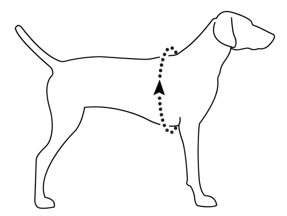 Dotted line indicating ruffwear jet stream viilennysliivi koirille placement around a dog’s neck and chest