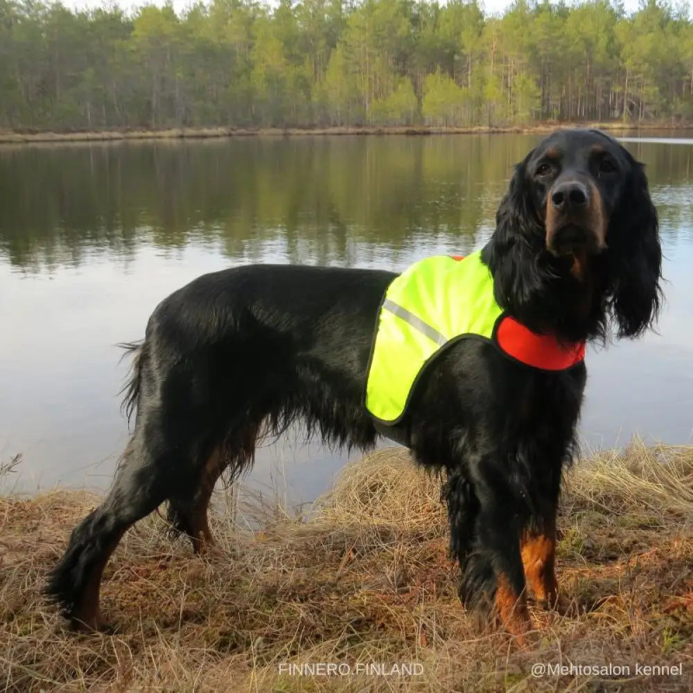 Mustalla koiralla ukko signal vest metsästysliivi neonkeltaisella heijastinnauhalla ja oranssilla kaulapannalla
