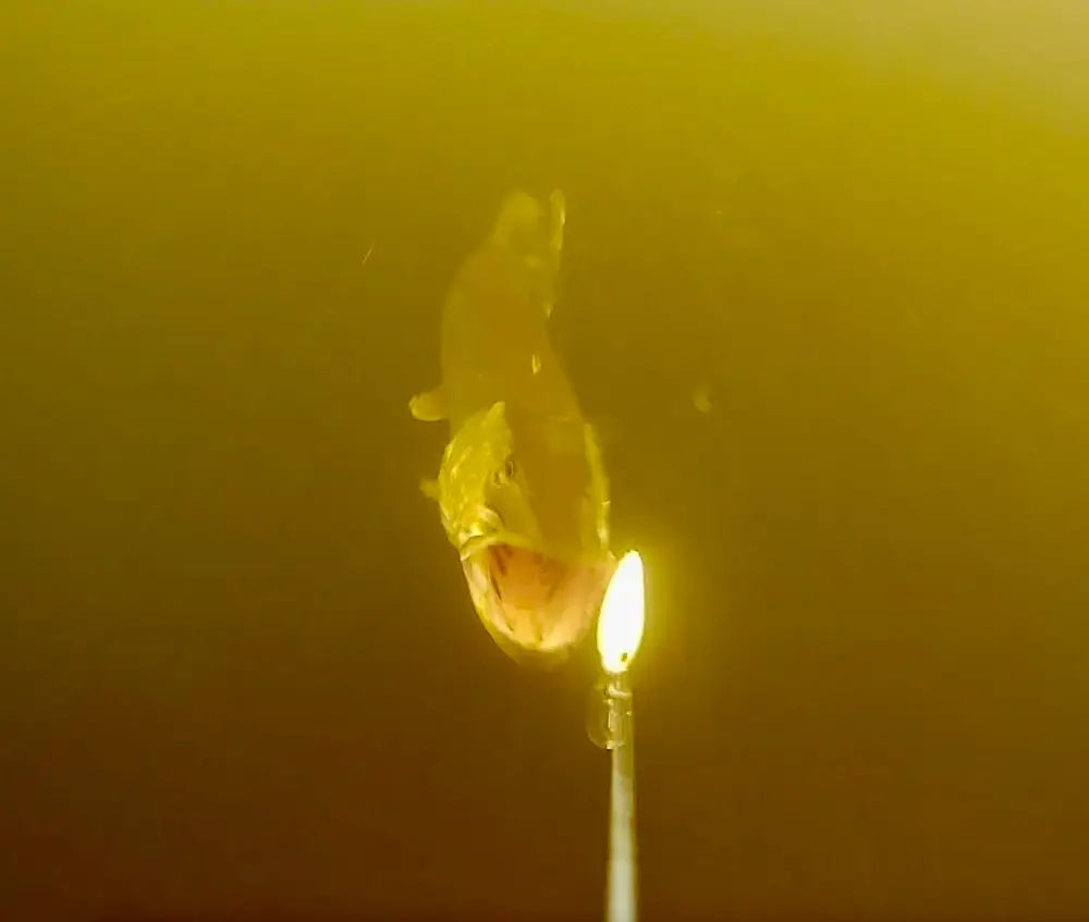 Translusiivinen ambervärinen fish-muotoinen wildpoint egg wobbler 7cm 14g kynttilänjalka liekki lähellä suuta
